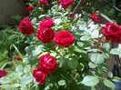 trandafir rosu catarator