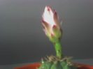 Gymnocalycium-