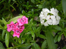 Dianthus barbatus (2012, June 02)