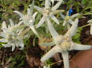 Leontopodium alpinum (2012, May 30)