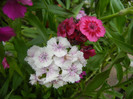 Dianthus barbatus (2012, June 05)