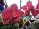 Violet Phalaenopsis (2012, Feb.17)