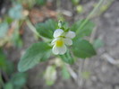 Viola arvensis (2012, May 12)