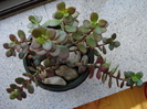 Jade Plant (2009, May 27)