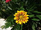 gazania