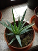 Aloe humilis (2009, May 22)