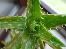 Aloe squarrosa (2009, May 27)