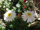 leucanthemum