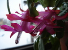 Pink Christmas Cactus (2009, Dec.18)