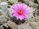 Mammillaria herrerae