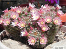 Mammillaria goodrichii