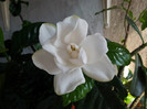 gardenia altoita