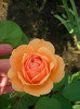 Leander • AUSlea • Lovely Apricot (Shrub.  English Rose Collection)