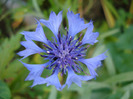 Centaurea cyanus Blue (2011, June 18)