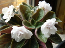 Double White African Violet (2010, Apr.23)