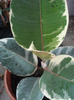 Ficus elastica Tineke (2011, Aug.18)