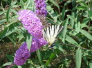 Eastern Tiger Swallowtail (2010, Aug.07)