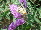 Papilio glaucus (2010, August 07)