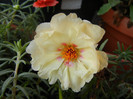 Portulaca grandiflora (2012, June 25)