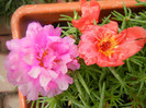 Portulaca grandiflora (2012, June 26)