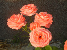 Bright Salmon Rose (2012, June 25)