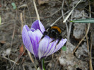 Bumblebee on Crocus (2012, Mar.21)