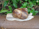 Garden Snail. Melc (2011, May 12)
