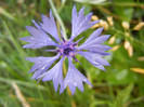 Centaurea cyanus Blue (2012, June 27)