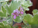 Lilac Scented Geranium (2012, June 29)