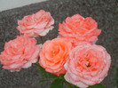 Bright Salmon Rose (2012, June 26)