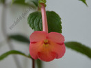 Achimenes Sweet and Sour