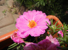 Portulaca grandiflora (2012, June 30)