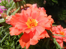 Portulaca grandiflora (2012, June 30)