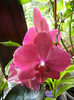 Violet Phalaenopsis (2012, June 27)