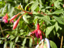 Fuchsia magellanica Gracilis (`12, Jul.03)