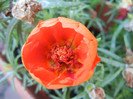 Portulaca grandiflora (2012, July 03)