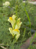 Linaria vulgaris (2012, July 06)