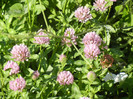Red Clover (2012, July 03)