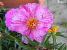 Portulaca grandiflora (2012, July 09)