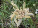 Leontopodium alpinum (2012, July 11)