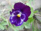 Pansy (2012, July 09)