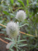 Trifolium arvense (2012, July 14)