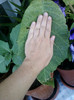 frunza de brugmansia...