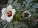 Hibiscus trionum (2012, July 16)
