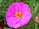 Portulaca grandiflora (2012, July 16)