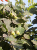 Oak Tree_Stejar (2012, July 09)