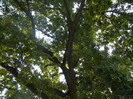 Oak Tree_Stejar (2012, July 16)