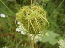 Queen Annes Lace Flower (2012, July 17)