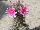 Mammillaria sheldonii