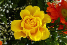 flowers_58